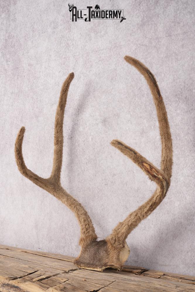 Mule Deer Velvet Skull Cap SKU 2839 - Image 3