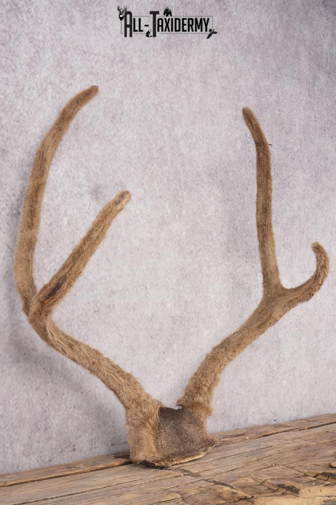 Mule Deer Velvet Skull Cap SKU 2839 - Image 2