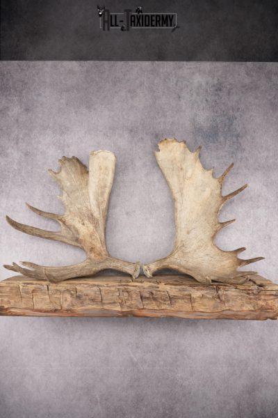 Matching Moose Sheds SKU 2841