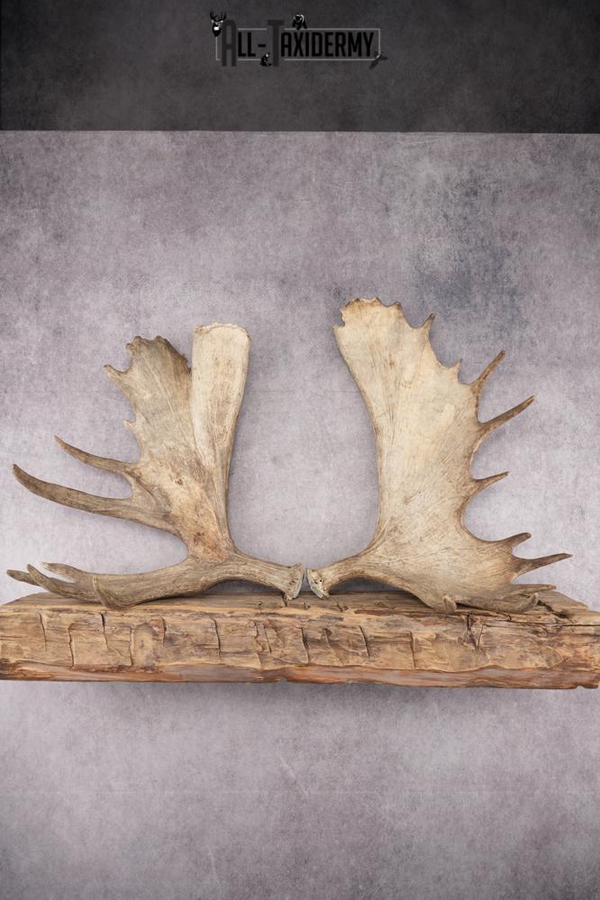 Matching Moose Sheds SKU 2841