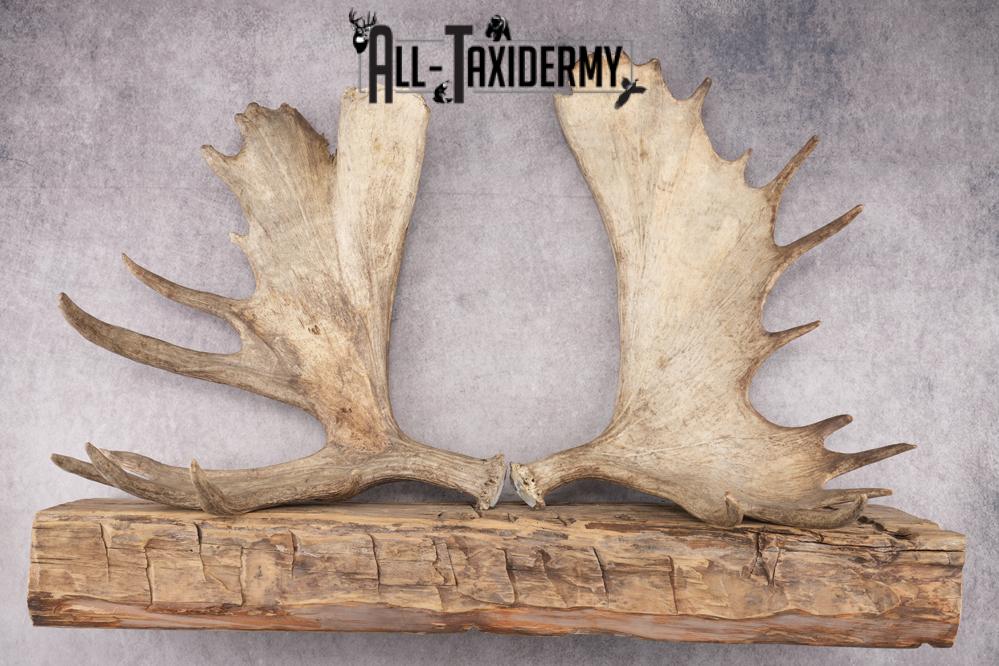 Matching Moose Sheds SKU 2841 - Image 4