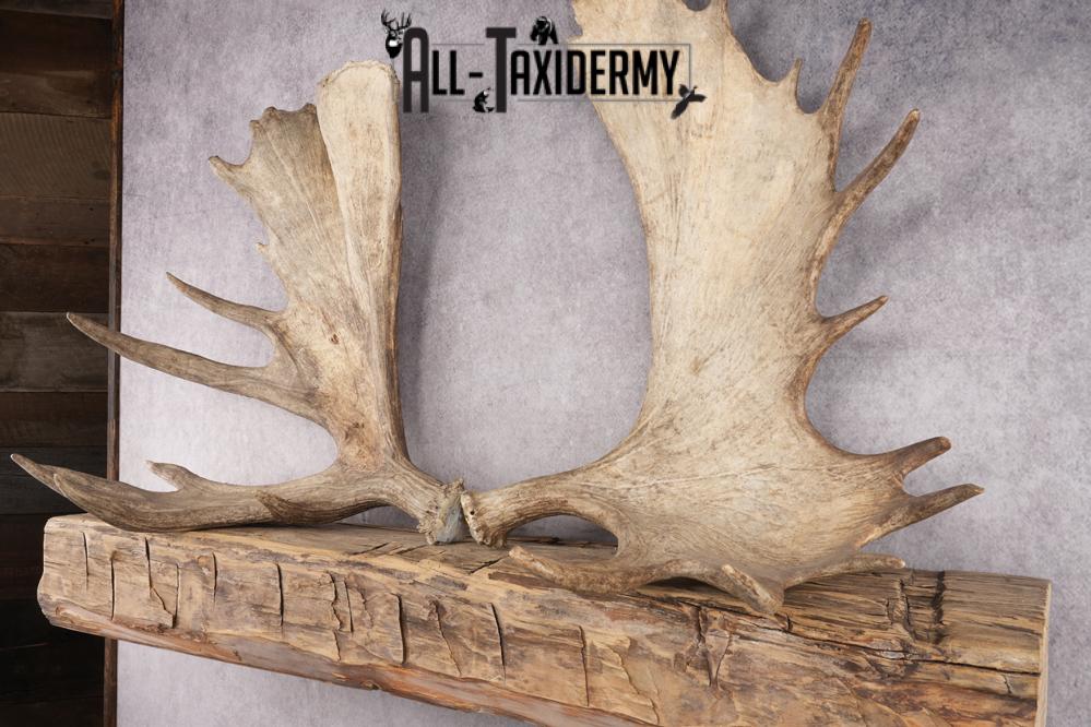 Matching Moose Sheds SKU 2841 - Image 3