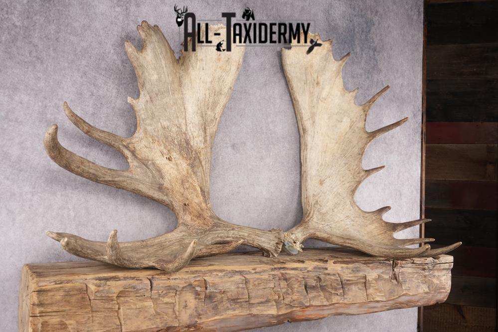 Matching Moose Sheds SKU 2841 - Image 2