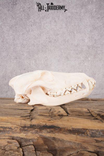 Coyote Skull with Jaw SKU 2694