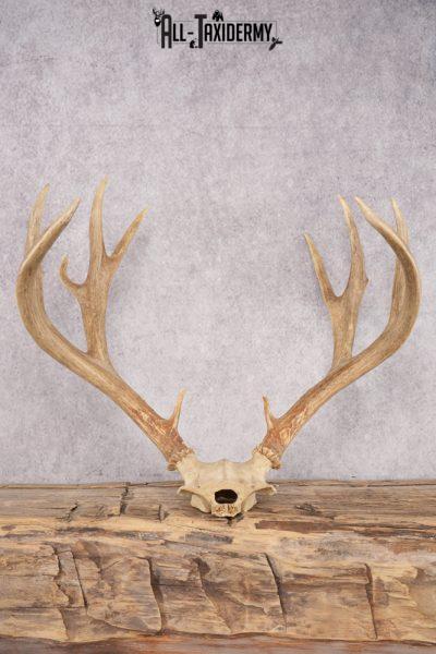 Mule Deer Skull Plate SKU 2854