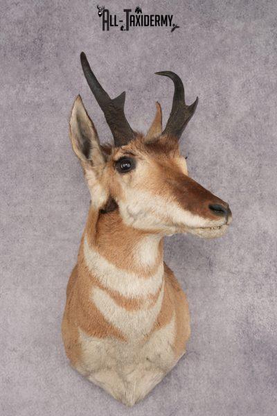 Pronghorn Antelope Shoulder Mount SKU 2887