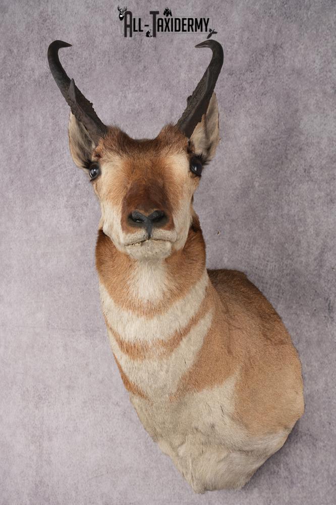 Pronghorn Antelope Shoulder Mount SKU 2887 - Image 7