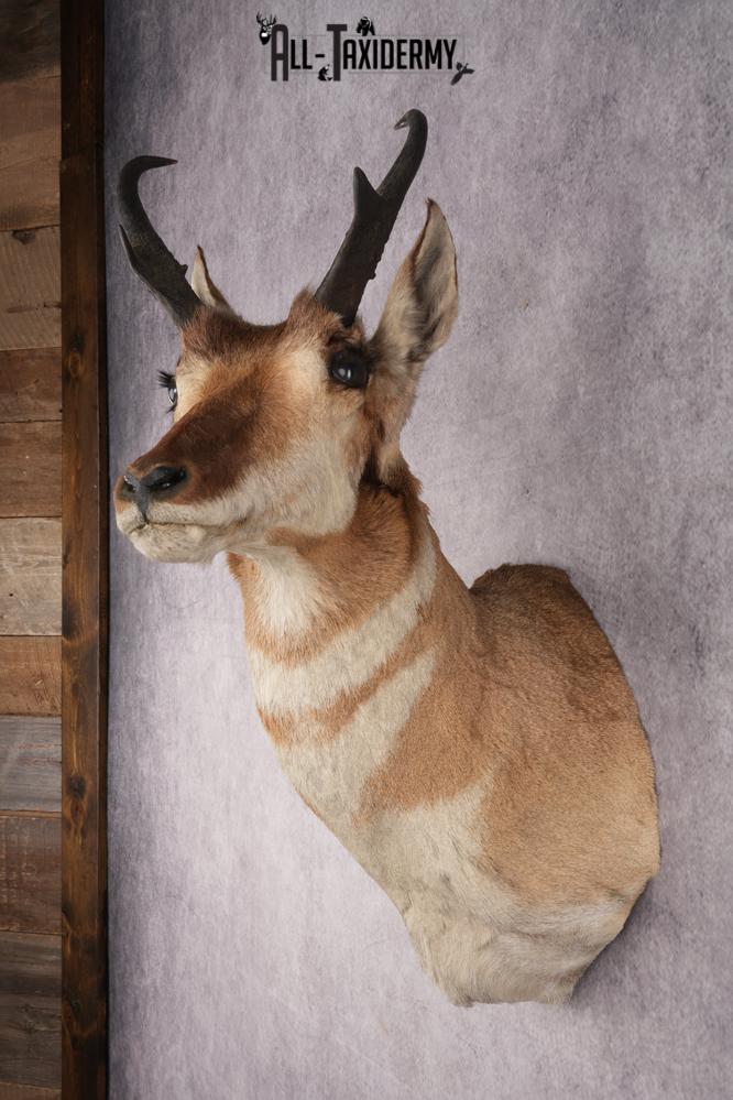 Pronghorn Antelope Shoulder Mount SKU 2887 - Image 6