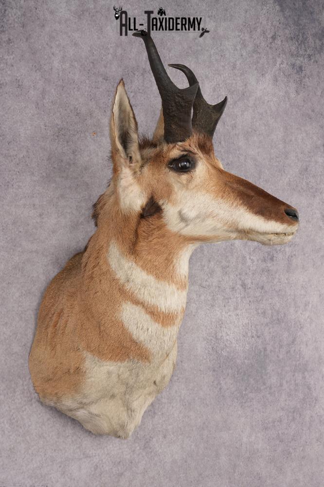 Pronghorn Antelope Shoulder Mount SKU 2887 - Image 5