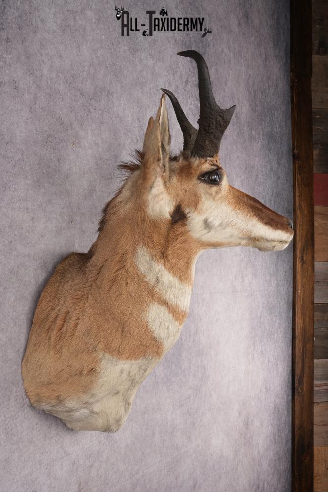 Pronghorn Antelope Shoulder Mount SKU 2887 - Image 4