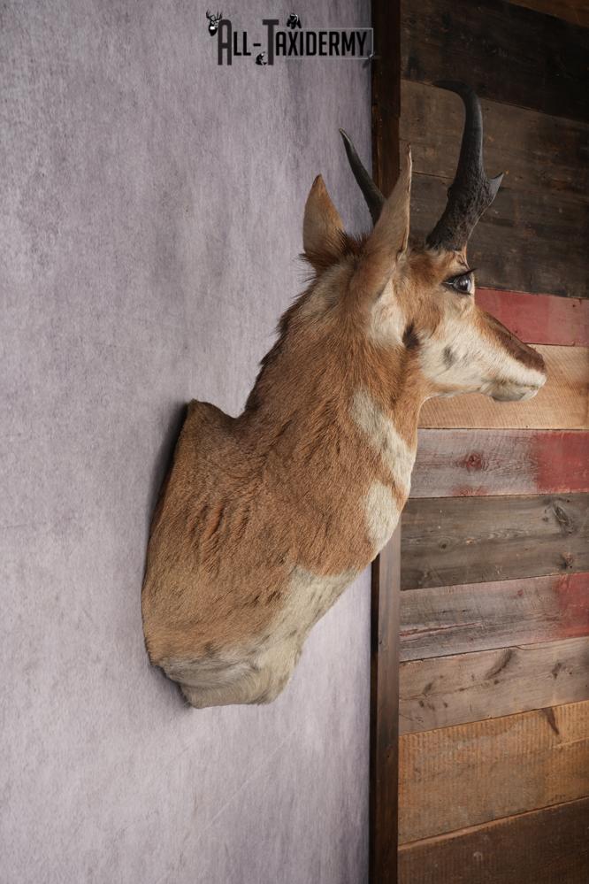 Pronghorn Antelope Shoulder Mount SKU 2887 - Image 3