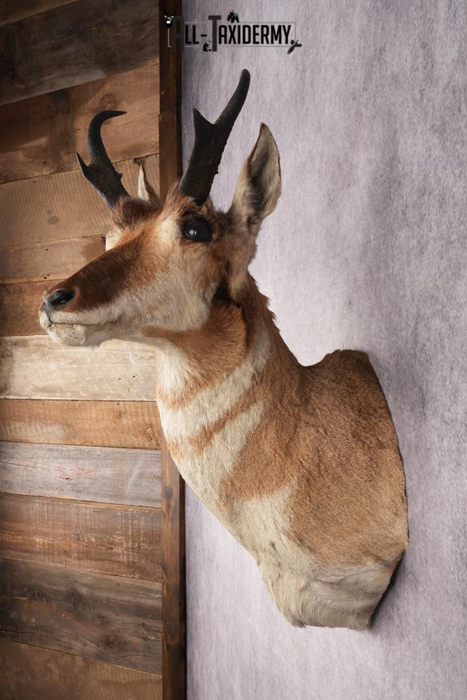 Pronghorn Antelope Shoulder Mount SKU 2887 - Image 2