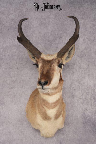 Pronghorn Antelope Shoulder Mount SKU 2882