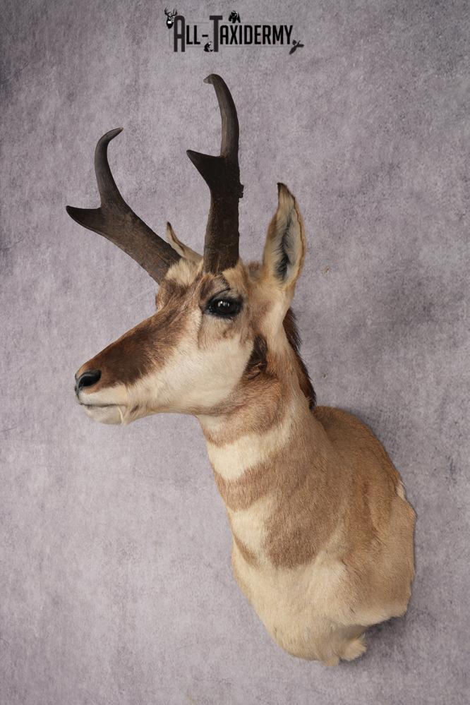 Pronghorn Antelope Shoulder Mount SKU 2882 - Image 8