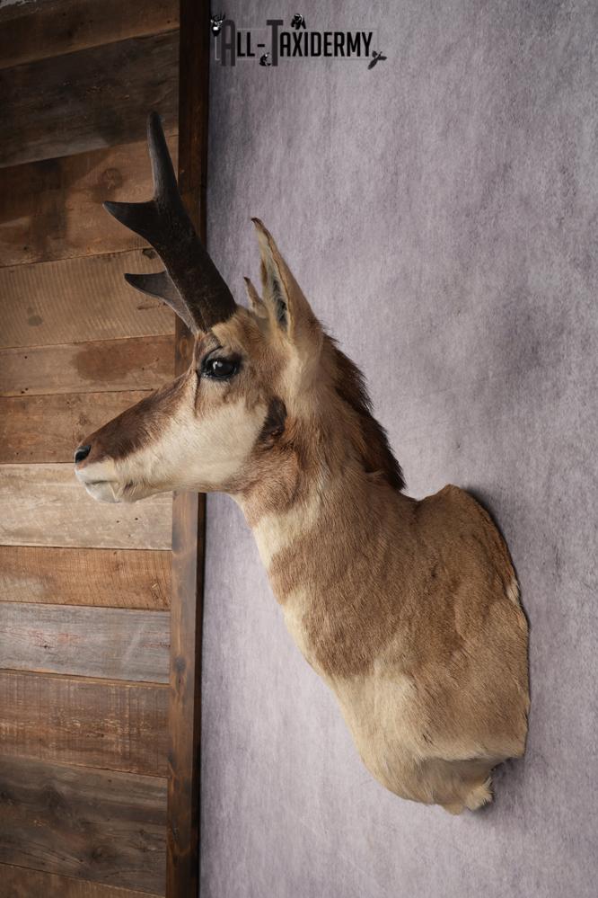 Pronghorn Antelope Shoulder Mount SKU 2882 - Image 7