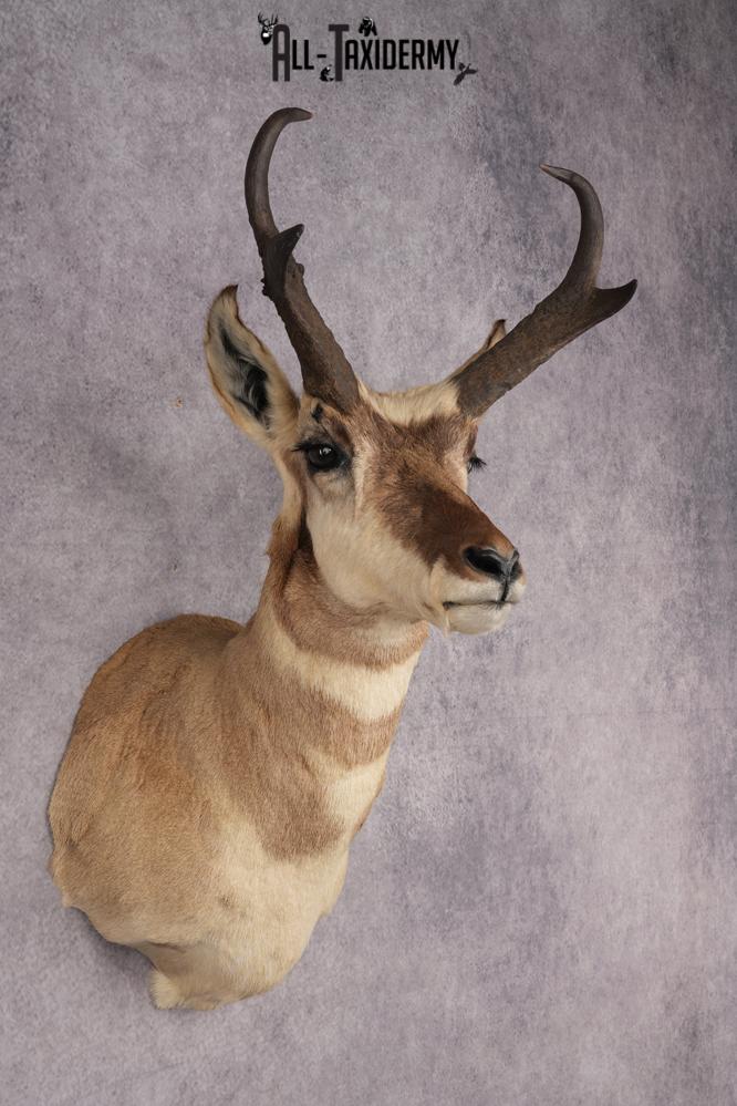 Pronghorn Antelope Shoulder Mount SKU 2882 - Image 6