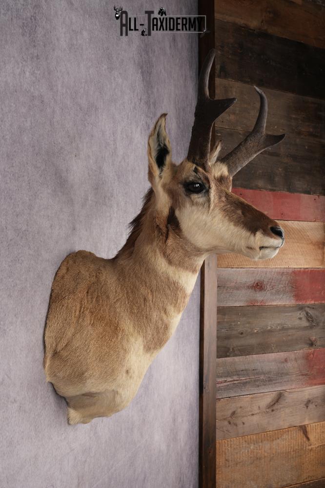 Pronghorn Antelope Shoulder Mount SKU 2882 - Image 5