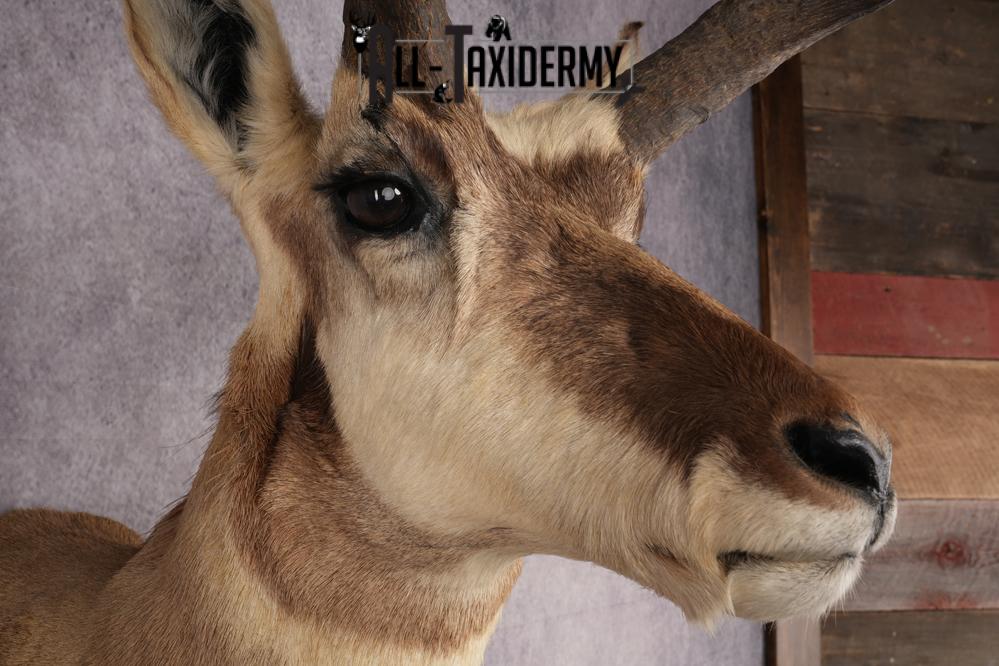 Pronghorn Antelope Shoulder Mount SKU 2882 - Image 4