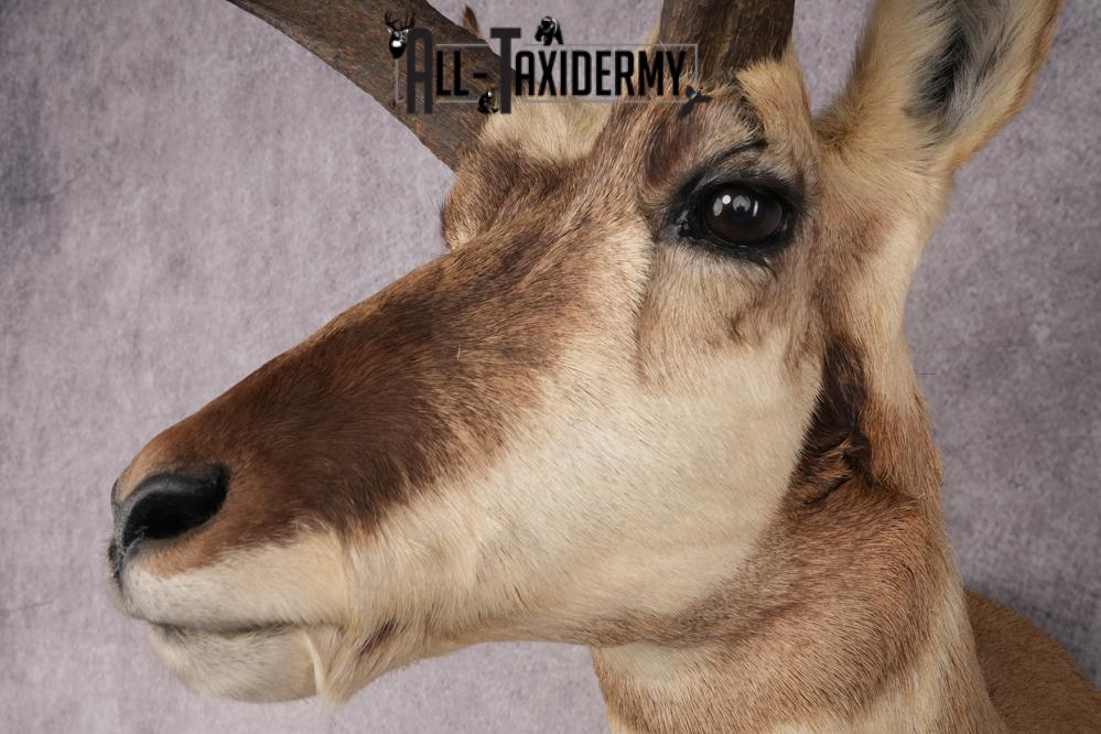 Pronghorn Antelope Shoulder Mount SKU 2882 - Image 3