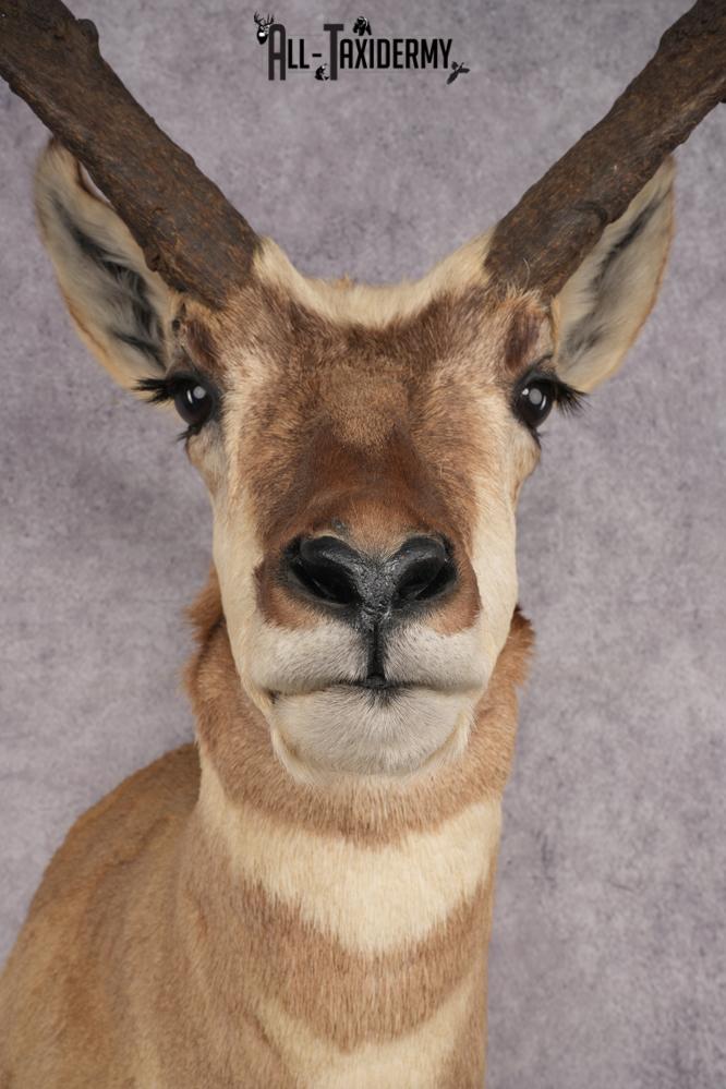 Pronghorn Antelope Shoulder Mount SKU 2882 - Image 2
