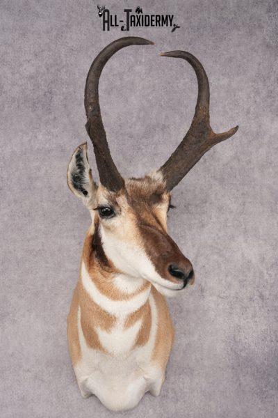 Pronghorn Antelope Shoulder Mount SKU 2879
