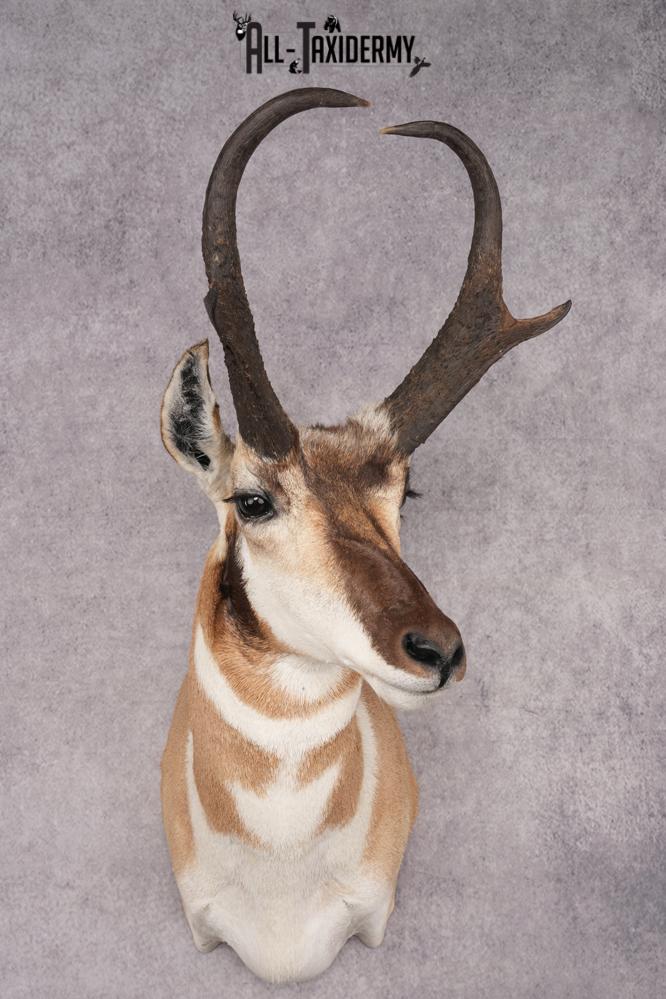 Pronghorn Antelope Shoulder Mount SKU 2879