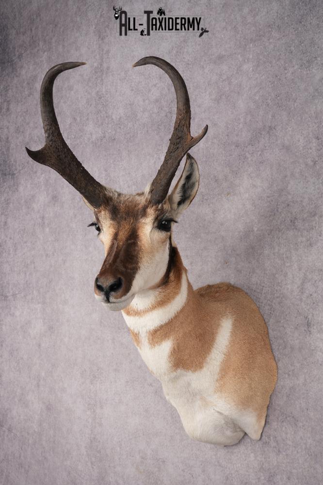 Pronghorn Antelope Shoulder Mount SKU 2879 - Image 8