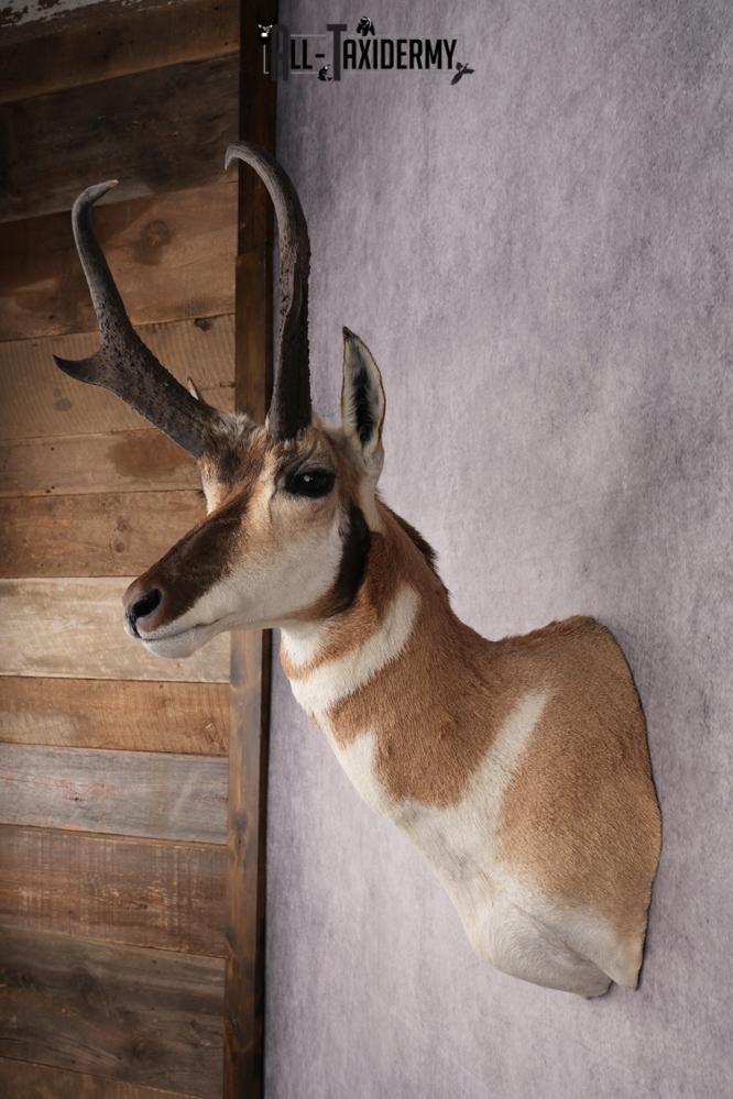 Pronghorn Antelope Shoulder Mount SKU 2879 - Image 7