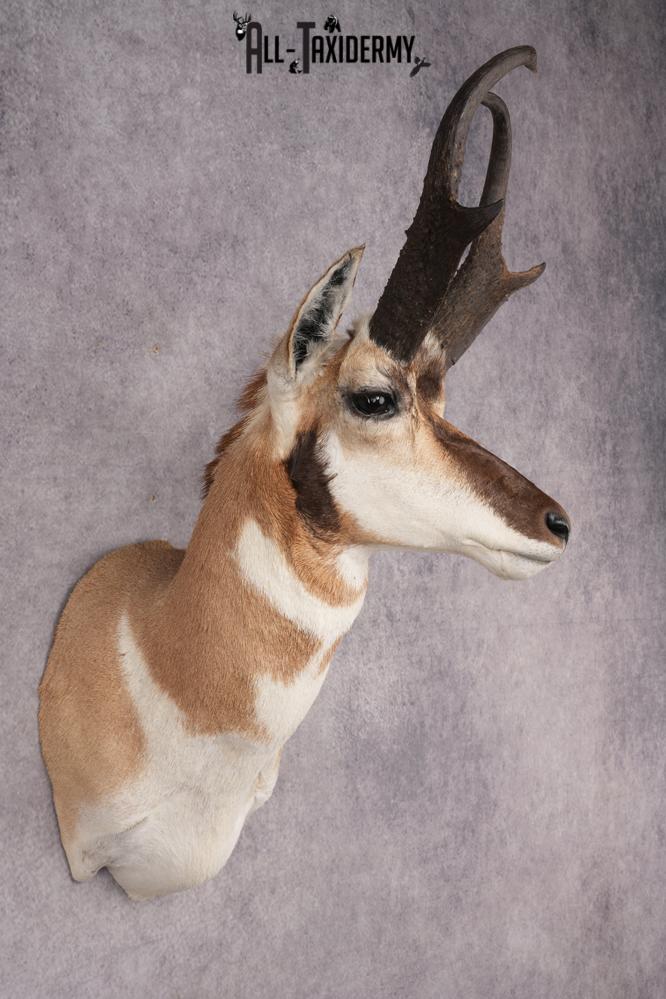 Pronghorn Antelope Shoulder Mount SKU 2879 - Image 6