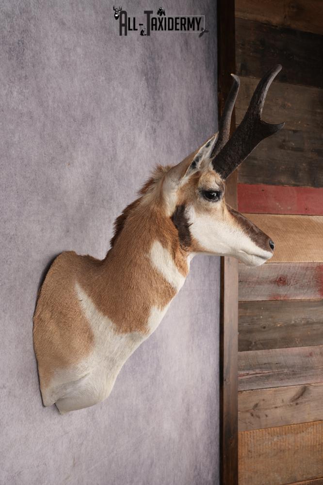 Pronghorn Antelope Shoulder Mount SKU 2879 - Image 5