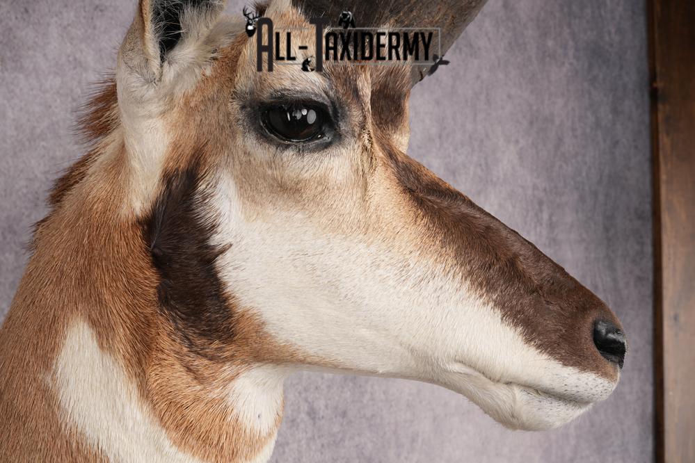 Pronghorn Antelope Shoulder Mount SKU 2879 - Image 4