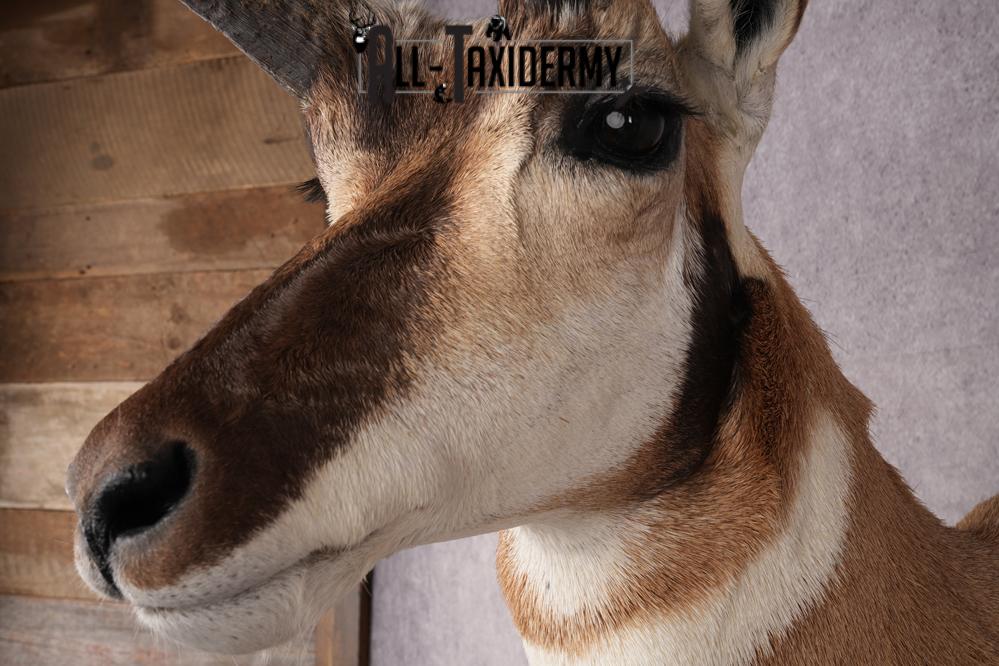 Pronghorn Antelope Shoulder Mount SKU 2879 - Image 3
