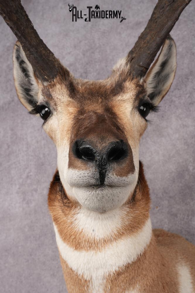 Pronghorn Antelope Shoulder Mount SKU 2879 - Image 2