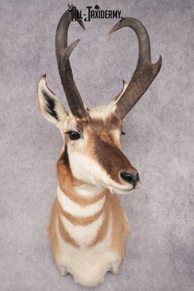 Pronghorn Antelope Shoulder Mount SKU 2907