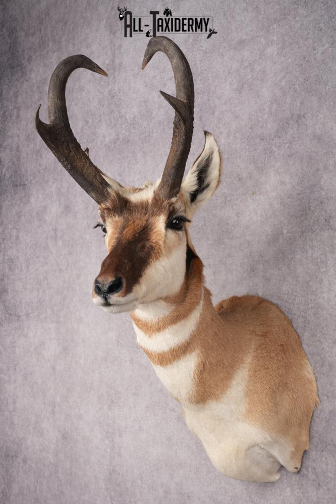 Pronghorn