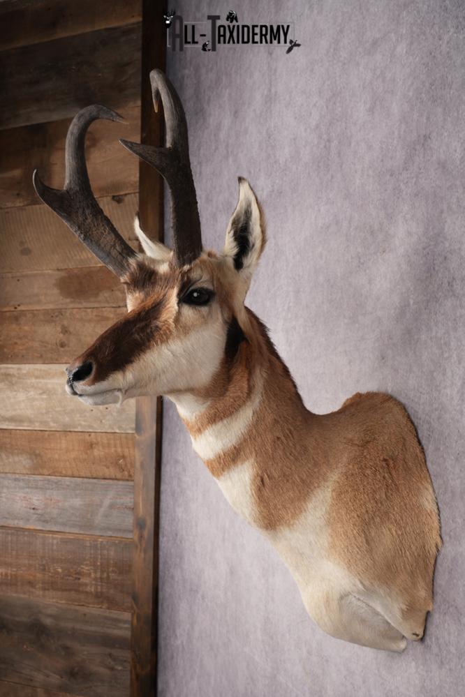 Pronghorn Antelope Shoulder Mount SKU 2907 - Image 7