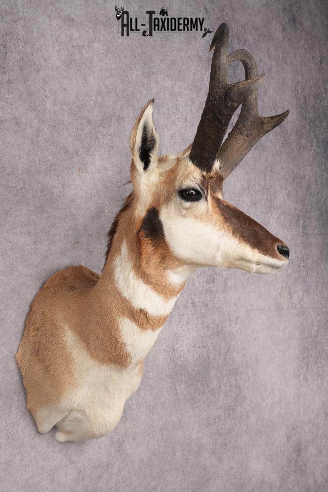 Pronghorn Antelope Shoulder Mount SKU 2907 - Image 6