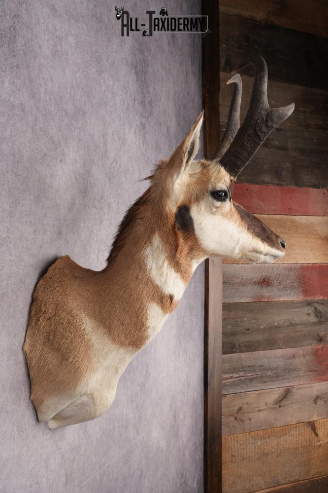 Pronghorn Antelope Shoulder Mount SKU 2907 - Image 5