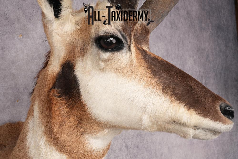 Pronghorn Antelope Shoulder Mount SKU 2907 - Image 4