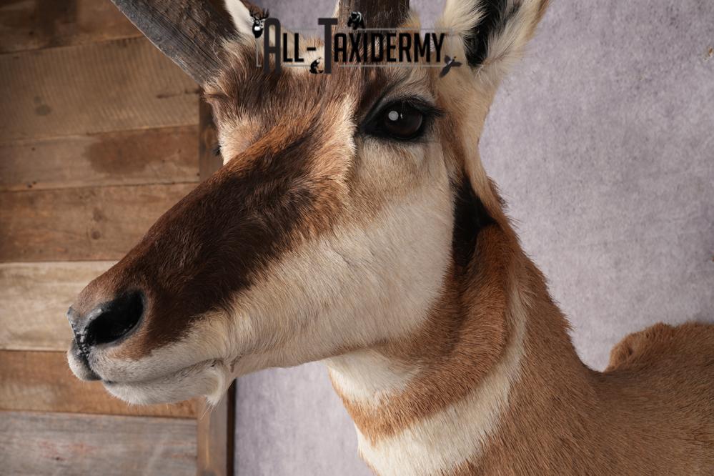 Pronghorn Antelope Shoulder Mount SKU 2907 - Image 3