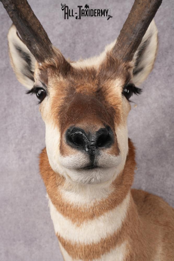 Pronghorn Antelope Shoulder Mount SKU 2907 - Image 2