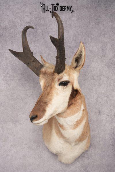 Pronghorn Antelope Taxidermy Shoulder Mount SKU 2884