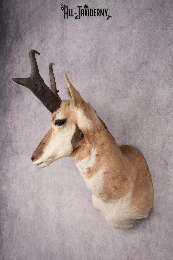 Pronghorn Antelope Taxidermy Shoulder Mount SKU 2884 - Image 8