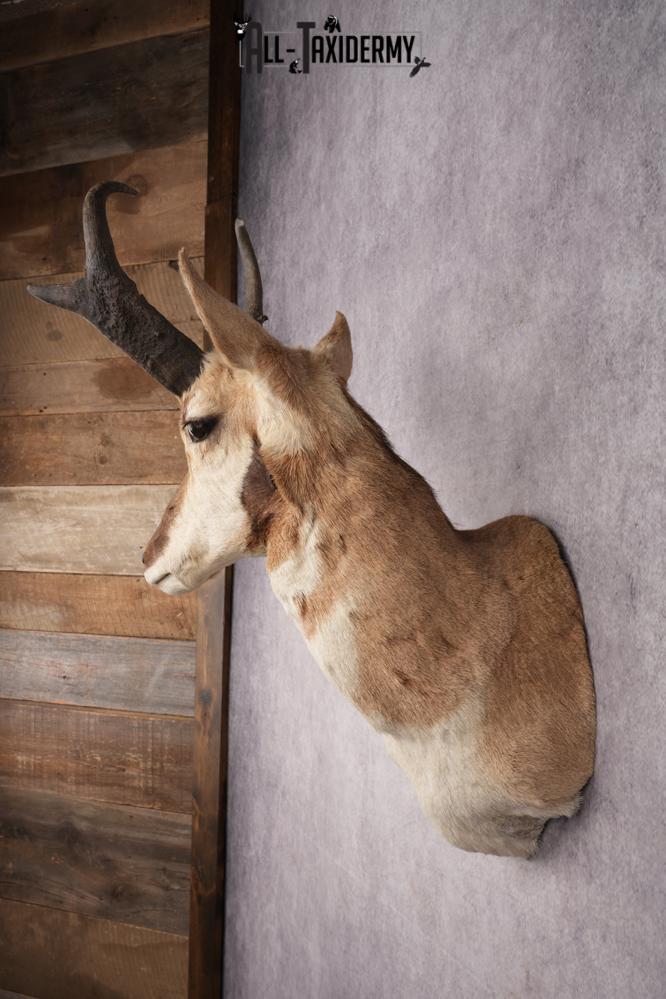 Pronghorn Antelope Taxidermy Shoulder Mount SKU 2884 - Image 7