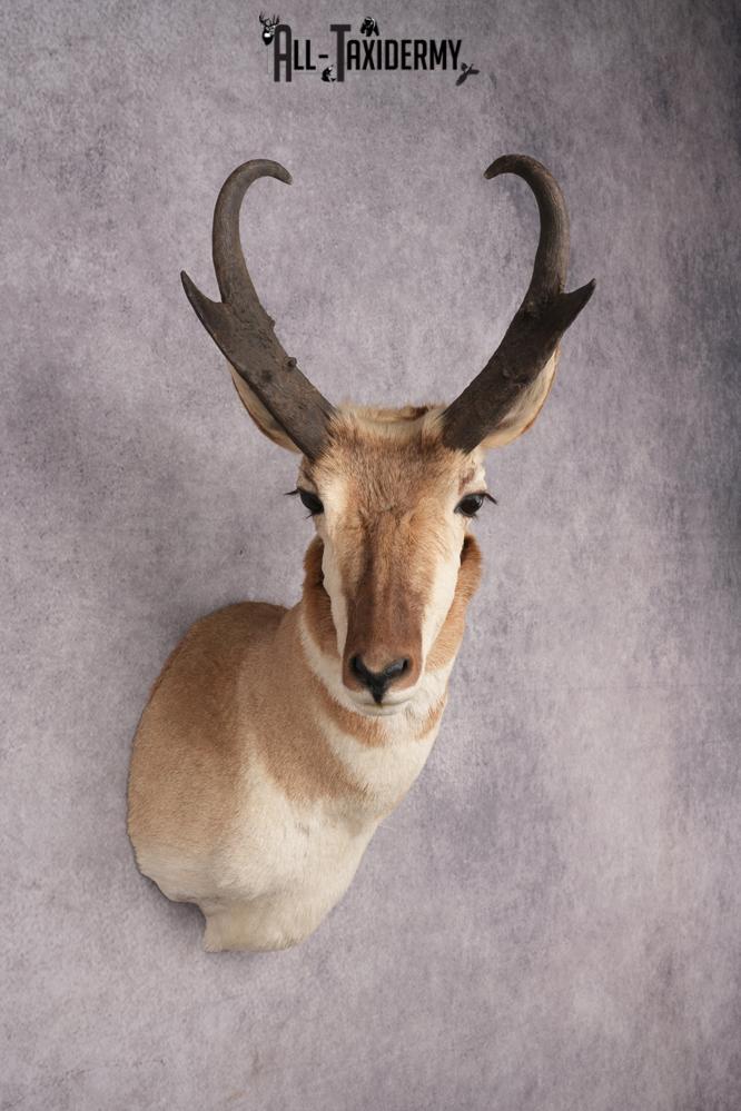 Pronghorn Antelope Taxidermy Shoulder Mount SKU 2884 - Image 6
