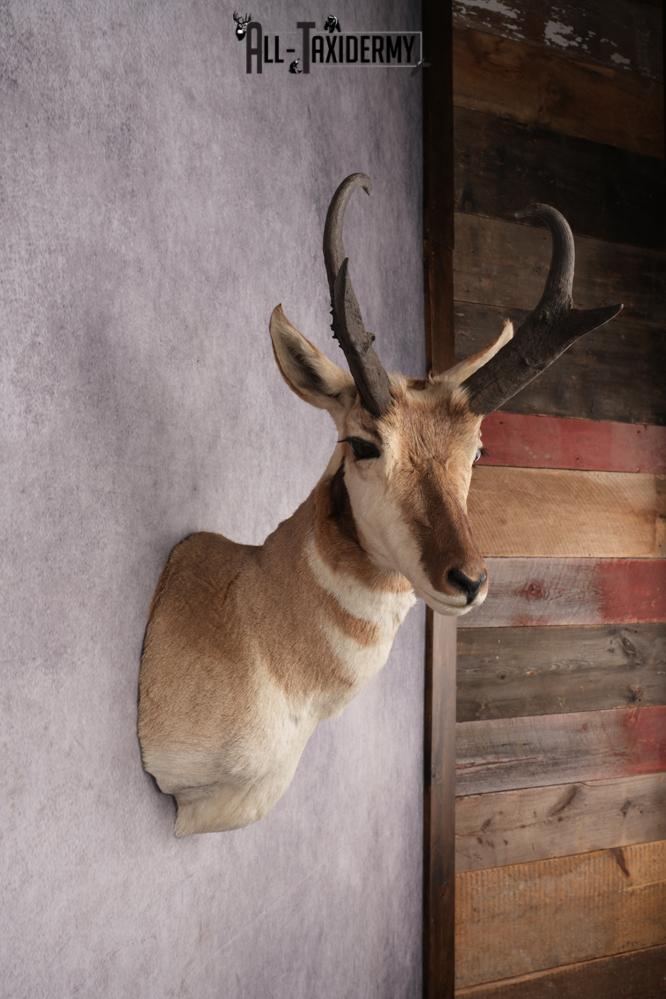 Pronghorn Shoulder Mount