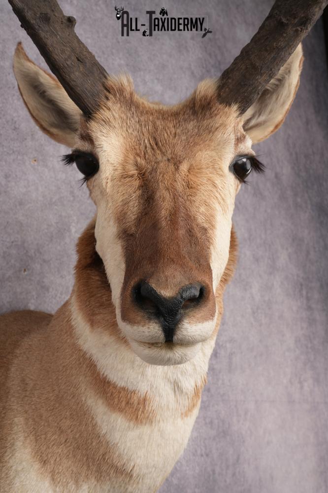 Pronghorn Antelope Taxidermy Shoulder Mount SKU 2884 - Image 4