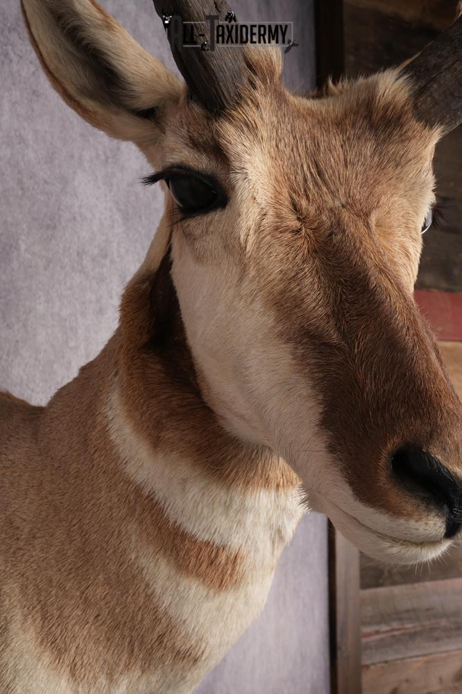 Pronghorn Antelope Taxidermy Shoulder Mount SKU 2884 - Image 3