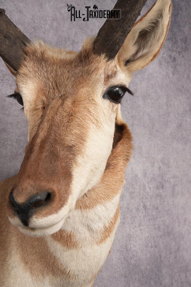 Pronghorn Antelope Taxidermy Shoulder Mount SKU 2884 - Image 2