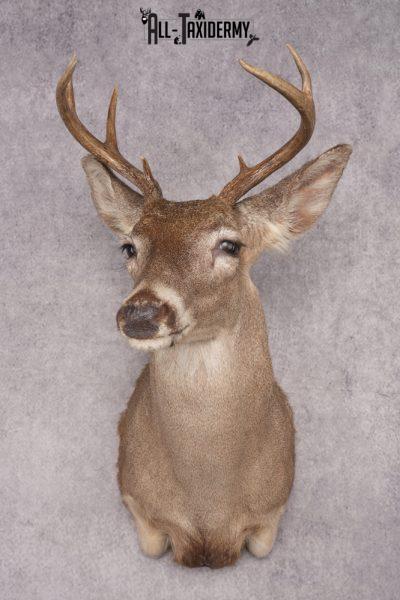 Coues Deer Shoulder Mount SKU 2846